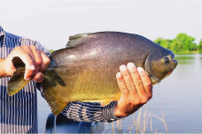 Cerca de 2 mil exemplares de pacu serão disponibilizados para pesca no Parque do Lago (Foto: Divulgação)