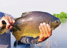 Cerca de 2 mil exemplares de pacu serão disponibilizados para pesca no Parque do Lago (Foto: Divulgação)
