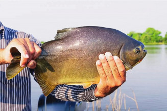 Cerca de 2 mil exemplares de pacu serão disponibilizados para pesca no Parque do Lago (Foto: Divulgação)