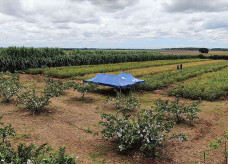 Legenda: Com apoio da Agraer, agricultor familiar planta orgânicos e vira referência em Dourados Foto: Agraer