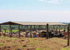 Legenda: Embrapa tem participação no Simpósio da Ovinocultura da Expoagro