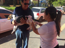 Animais acima de três meses devem ser vacinados (Foto: Assecom)