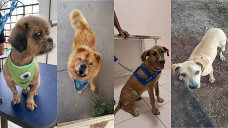 Estopinha, Bob, Sergipe e Vitório, depois de recuperados, hoje moram em novos lares (Fotos: Refúgio dos Bichos)