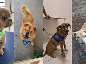 Estopinha, Bob, Sergipe e Vitório, depois de recuperados, hoje moram em novos lares (Fotos: Refúgio dos Bichos)