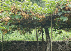 Os kiwis do tipo SunGold possuem três vezes mais vitamina C do que as laranjas e morangos.