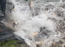 Peixes foram soltos nos lagos para os três dias de pesca liberada (Foto: Rogério Vidmantas/Prefeitura de Dourados)