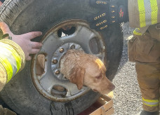 Foram longos 40 minutos para conseguir tirar a cachorrinha da roda do carro. – Foto: Franklinville Volunteer Fire Company