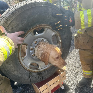 Foram longos 40 minutos para conseguir tirar a cachorrinha da roda do carro. – Foto: Franklinville Volunteer Fire Company