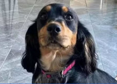 Belle pode ter sido sequestrada para reprodução. Foto: SWNS.