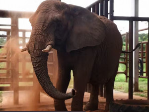 A elefanta Pupy chegou ao santuário no Brasil (MT) e jogou terra no corpo todo. Ela está feliz! - Foto: Tomas Cuetas/Reuters