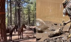 Depois de uma hora, os estranhos conseguiram resgatar os cavalos presos em um poço no Arizona, EUA: a mãe e o potrinho. - Foto: Facebook/Amigos dos Cavalos Selvagens de Heber