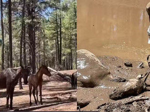 Depois de uma hora, os estranhos conseguiram resgatar os cavalos presos em um poço no Arizona, EUA: a mãe e o potrinho. - Foto: Facebook/Amigos dos Cavalos Selvagens de Heber