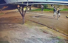 Imagens de câmera de segurança na rua Edilberto Celestino mostra momento que indivíduos subtraem placas de trânsito. Divulgação/Assecom