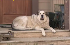 O cachorro Buford encontrou e salvou o menino de 2 anos. Final feliz! - Foto: NBC News