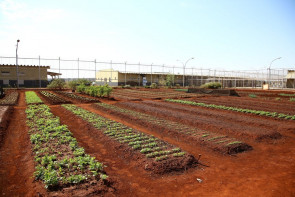 Prefeitura atua na ressocialização  com suporte à horta orgânica no semiaberto