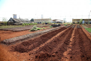 Prefeitura atua na ressocialização  com suporte à horta orgânica no semiaberto