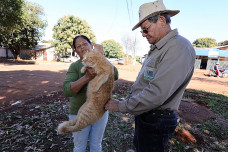 Prefeitura de Dourados faz ação ‘extramuro’ no intuito de alcançar o maior número possível de animais vacinados contra a raiva – Foto: A. Frota  A Prefeitura de Dourados, por mei