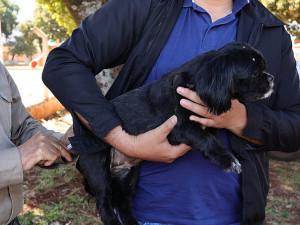 Indicação é que cães e gatos, a partir de três meses de idade, com boas condições de saúde, recebam as doses anualmente- Foto: A. Frota