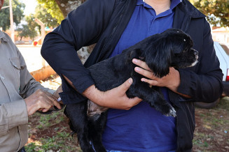 Indicação é que cães e gatos, a partir de três meses de idade, com boas condições de saúde, recebam as doses anualmente- Foto: A. Frota