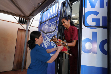 Caravana da Castração atendeu 545 cães e gatos em Dourados em apenas 4 dias