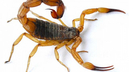 Picada de escorpião: bombeiro diz que 90% das pessoas erram e ensina 5 dicas importantes