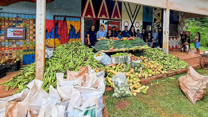 O volume expressivo de alimentos reforça o papel do PAA Indígena tanto no combate à insegurança alimentar quanto na geração de renda para os produtores locais – Foto: Assecom