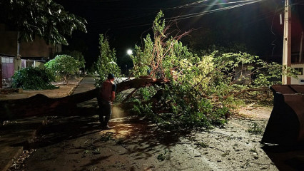 Árvores de grande porte caíram na cidade durante o temporal – Fotos: Defesa Civil