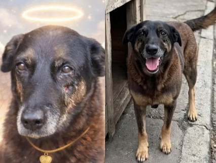 Caso Orelha: Pelas leis do Brasil, não haverá ‘justiça’ por Orelha