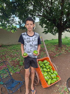 Menino vende abacates para ajudar a família na Vila Rosa, em Dourados