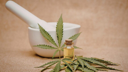 Produção de cannabis medicinal no Brasil: veja as regras propostas pela Anvisa