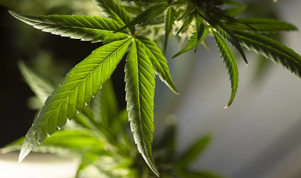 Anvisa libera cannabis medicinal para venda em farmácias de manipulação; veja as novas regras