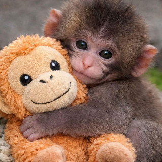 Abandonado pela mãe e apegado a bichinho de pelúcia, macaco enfrenta dificuldades em se integrar a bando em zoológico