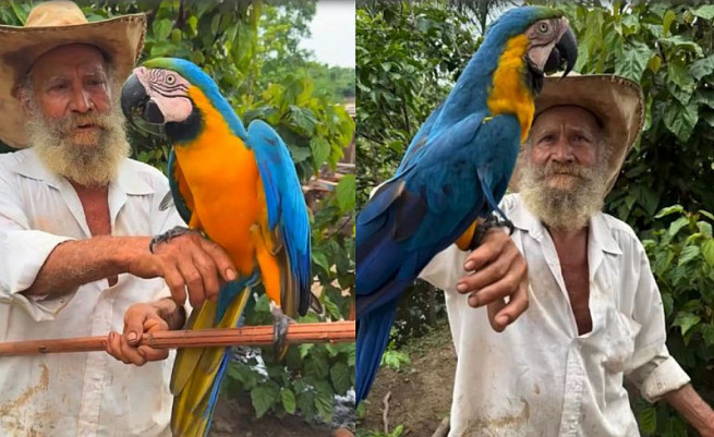 Após ser resgatada e curada, arara volta sempre para visitar homem que a salvou