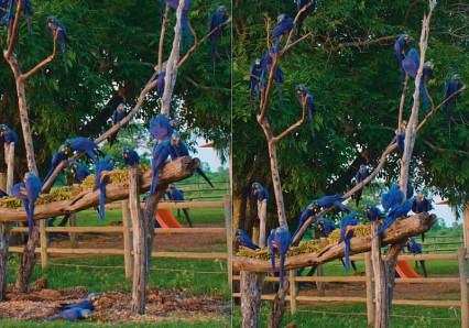 Fotógrafo faz lindo registro de “árvore de araras-azuis” no Pantanal