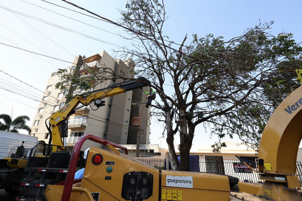 Prefeitura de Dourados já removeu centenas de árvores condenadas e plantou mais de 700 mudas