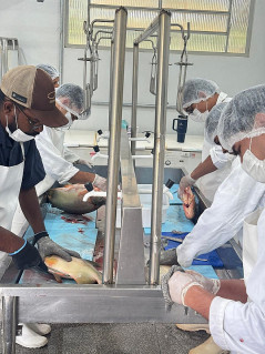 Dourados inicia preparo de pescados que serão comercializados na 2ª Festa da Páscoa
