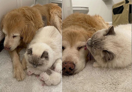 Gatinha leva filhotes para cachorra golden idosa conhecer e vídeo de amor viraliza