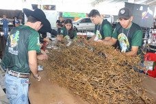 Contagem dos pés de soja é feita por estudantes de universidades de Dourados; ganhador irá faturar uma moto 0km