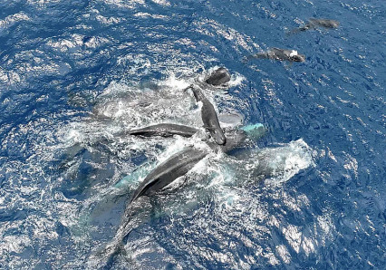 Cena rara: baleias auxiliam parto e erguem filhote logo após nascer