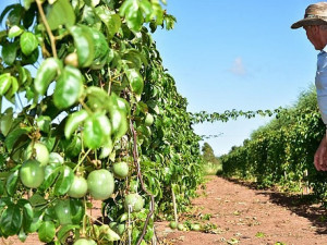 Entre outros objetivos, a Semaf quer fomentar a cultura agroecológica do maracujá com a ministração de conhecimentos​